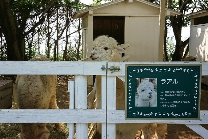 アルパカ